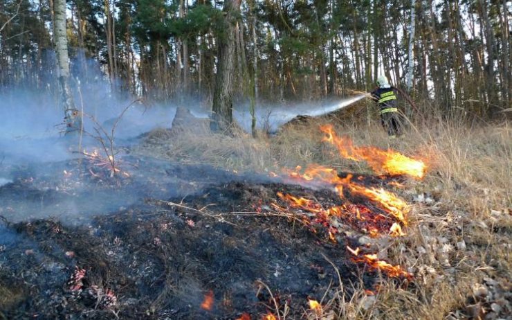 Hasiči vyjížděli k požáru lesního porostu u Černěvsi. Hořely tu mladé borovice
