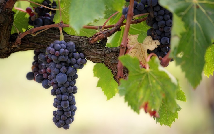Radní města zrušili Litoměřické vinobraní, konat se nebude