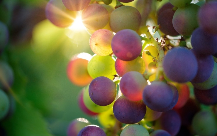 Letošní litoměřické vinobraní nebude, nahradí ho Wohnoutobraní