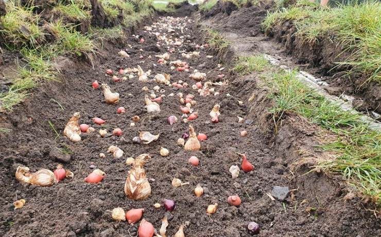 Ve městě proběhla podzimní výsadba cibulovin. Vysazeno bylo 60 tisíc cibulí o 18 odrůdách