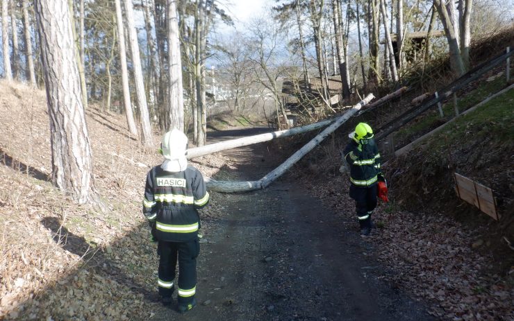 OBRAZEM: Stromy byly nebezpečně nakloněné nad cestou, hasiči je museli rozřezat