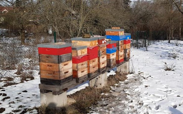 Podstoupily léčení a pomalu se probouzejí. Jak se daří městským včelám? 