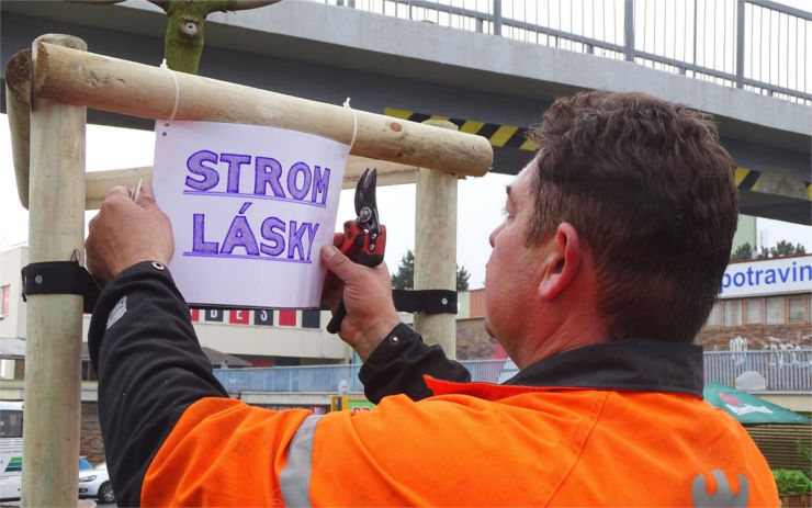 V Litoměřicích vysadili „Strom lásky“. Je předznamenáním revitalizace prostoru u lávky