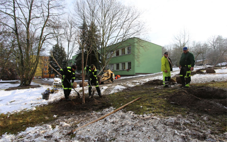 Štětské papírny Mondi opět podpořily výsadbu zeleně v Roudnici nad Labem