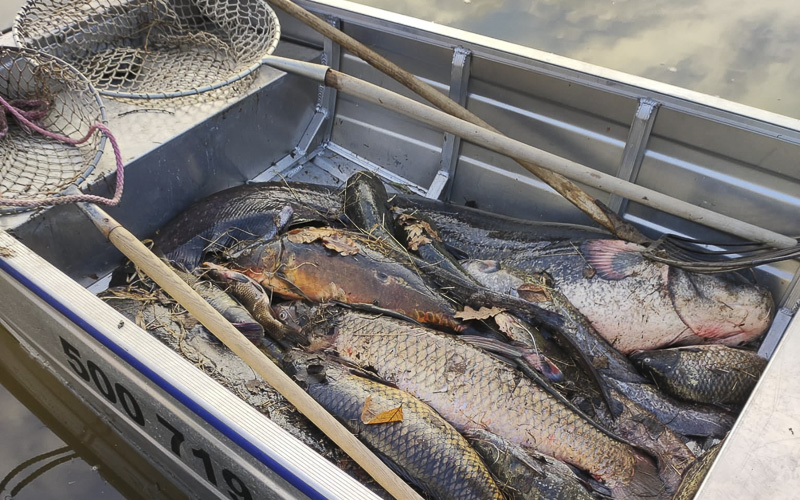 Na Labi na Litoměřicku uhynuly stovky kilogramů ryb
