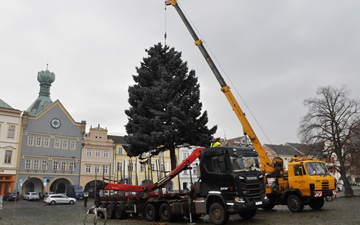 Letošní vánoční strom je smrk stříbrný z Mládežnické ulice