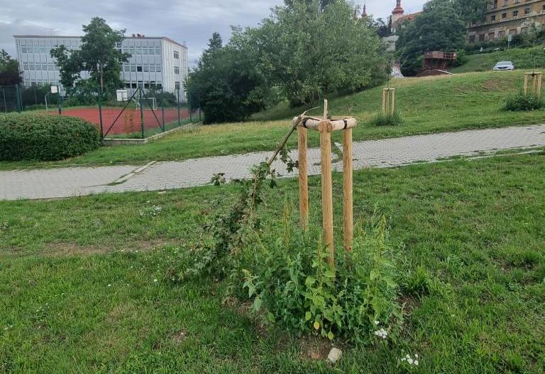 Vandalové zničili další veřejný majetek, tentokrát mladé stromky v Podměstí v Žatci