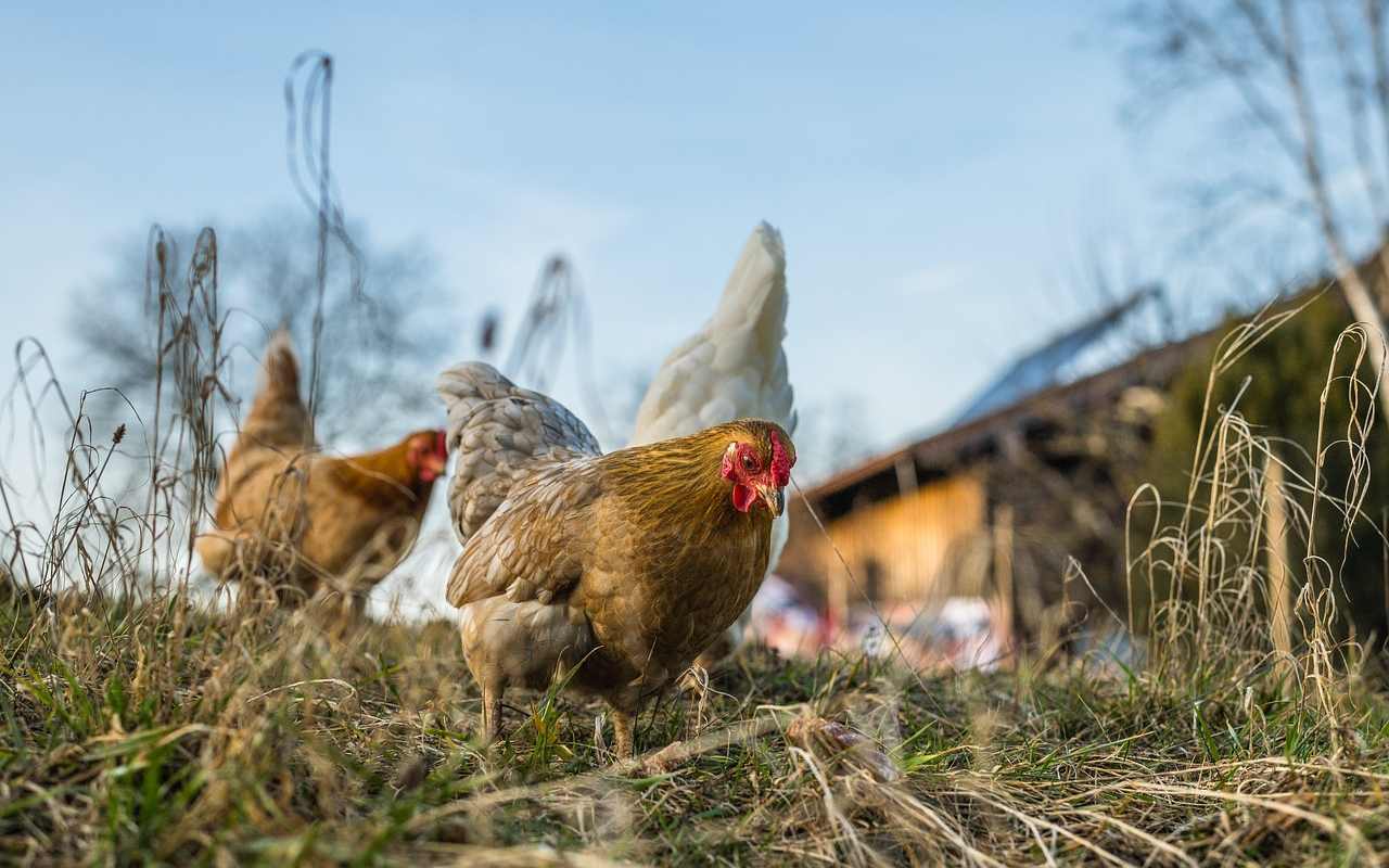 Veterináři zrušili mimořádná opatření omezující venkovní chov drůbeže