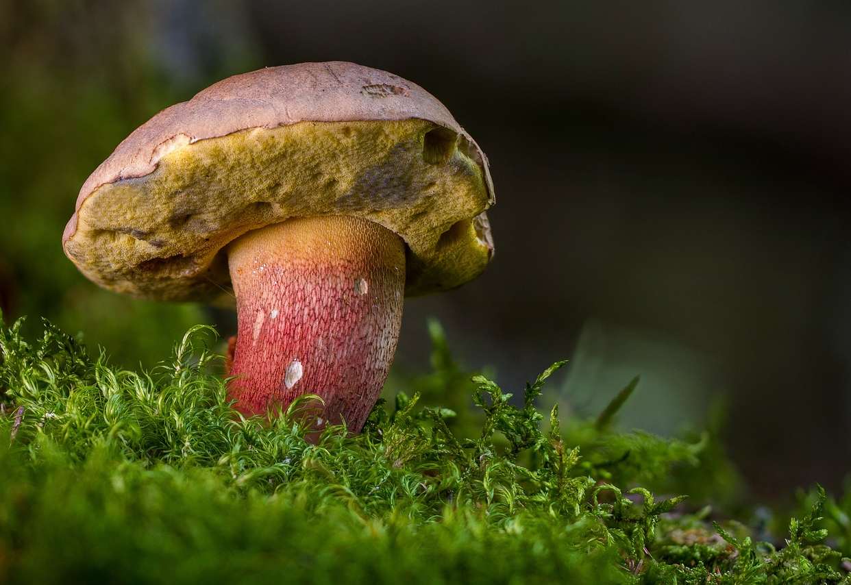 Deštivé počasí přeje houbám! Mapa ukazuje, kde nejvíce rostou