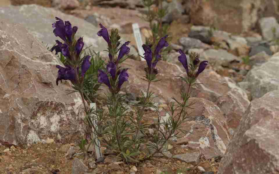 Botanická zahrada Teplice se zapojuje do ochrany ohrožených druhů české flóry. Zaměří se na koniklec otevřený