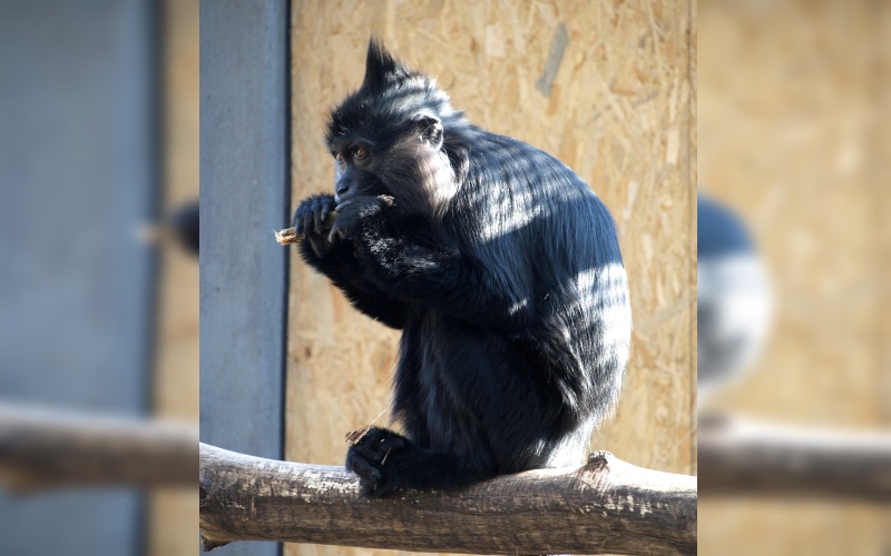 Smutná zpráva ze zoo: Uhynula nejstarší mangabejka na světě Bábinka