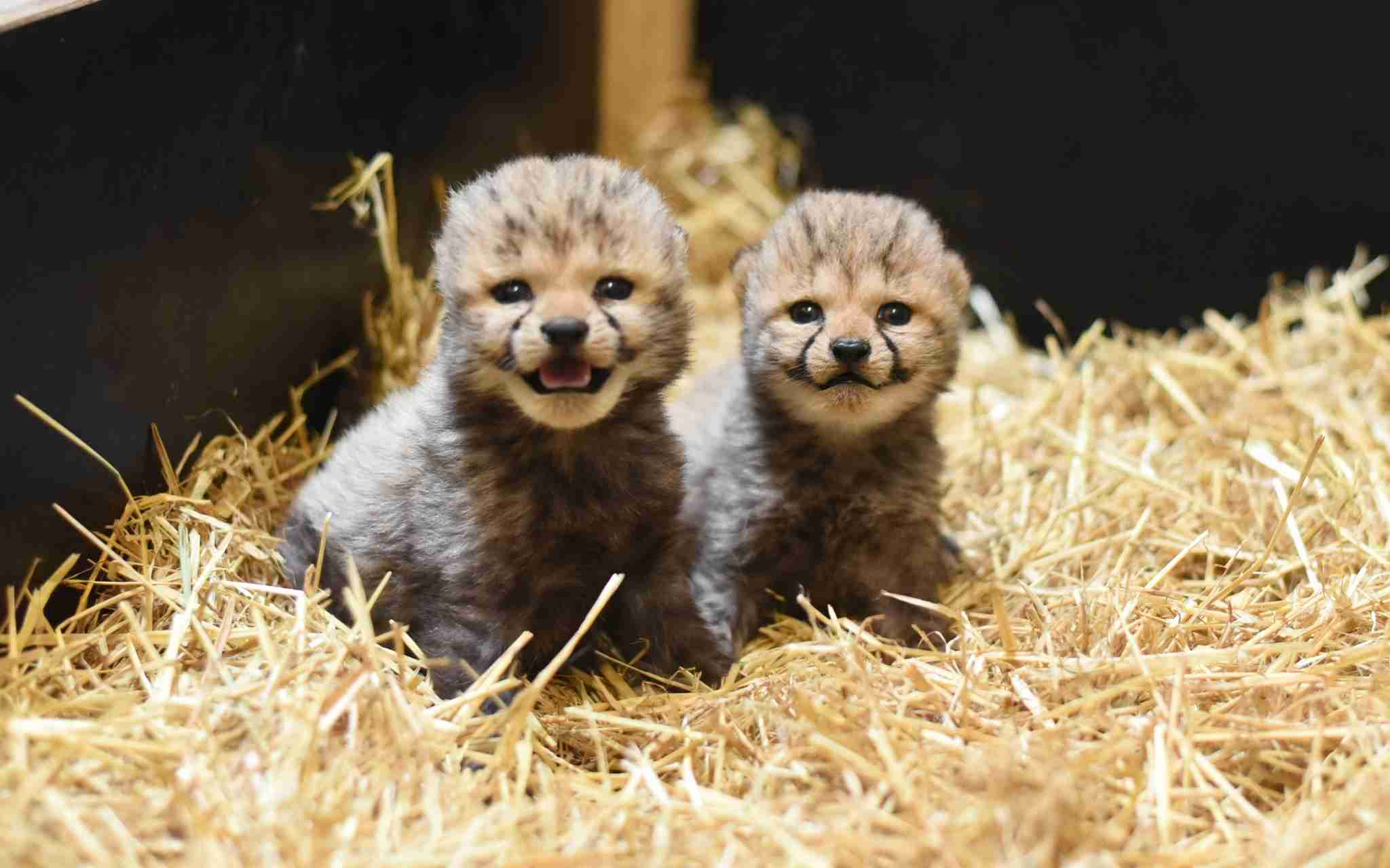 Ústecká zoo se může pochlubit novým přírůstkem! Narodila se tam mláďata gepardů štíhlých 