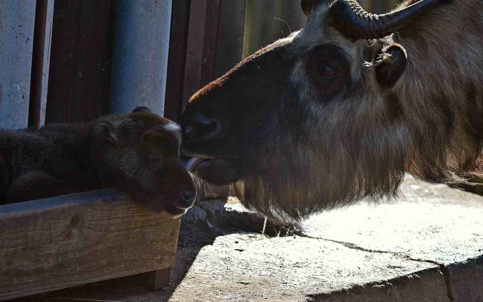 Zoo se dočkala! Po několika letech se tam narodilo mládě vzácného takina indického