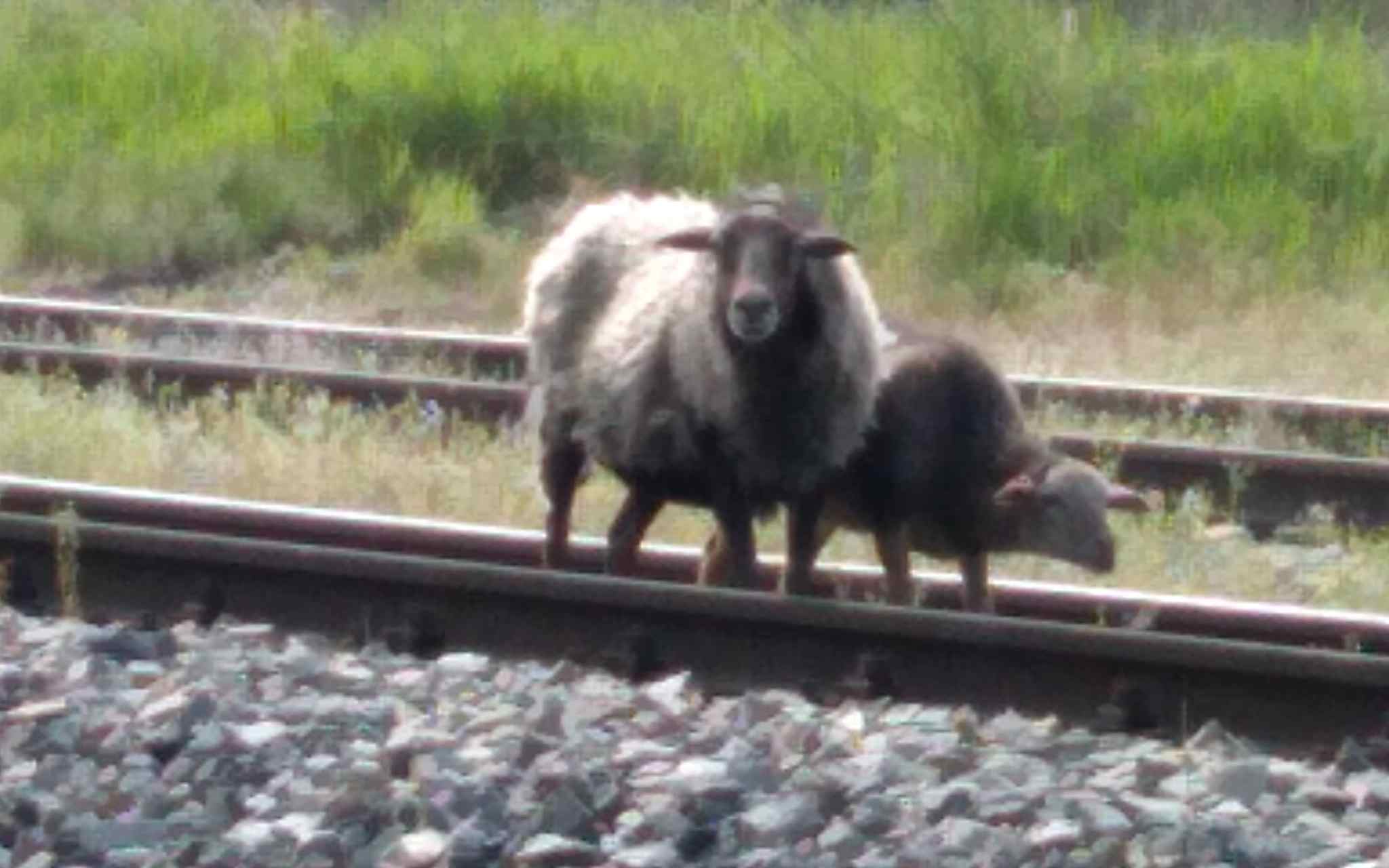 FOTO: Ovce s jehnětem se už několik týdnů nebezpečně pohybuje v Žatci u železniční trati. Lidé o zvířata mají strach