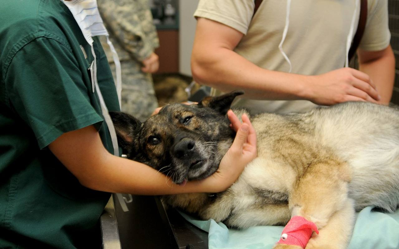 Kraj řeší s odborníky nedostatek veterinářů