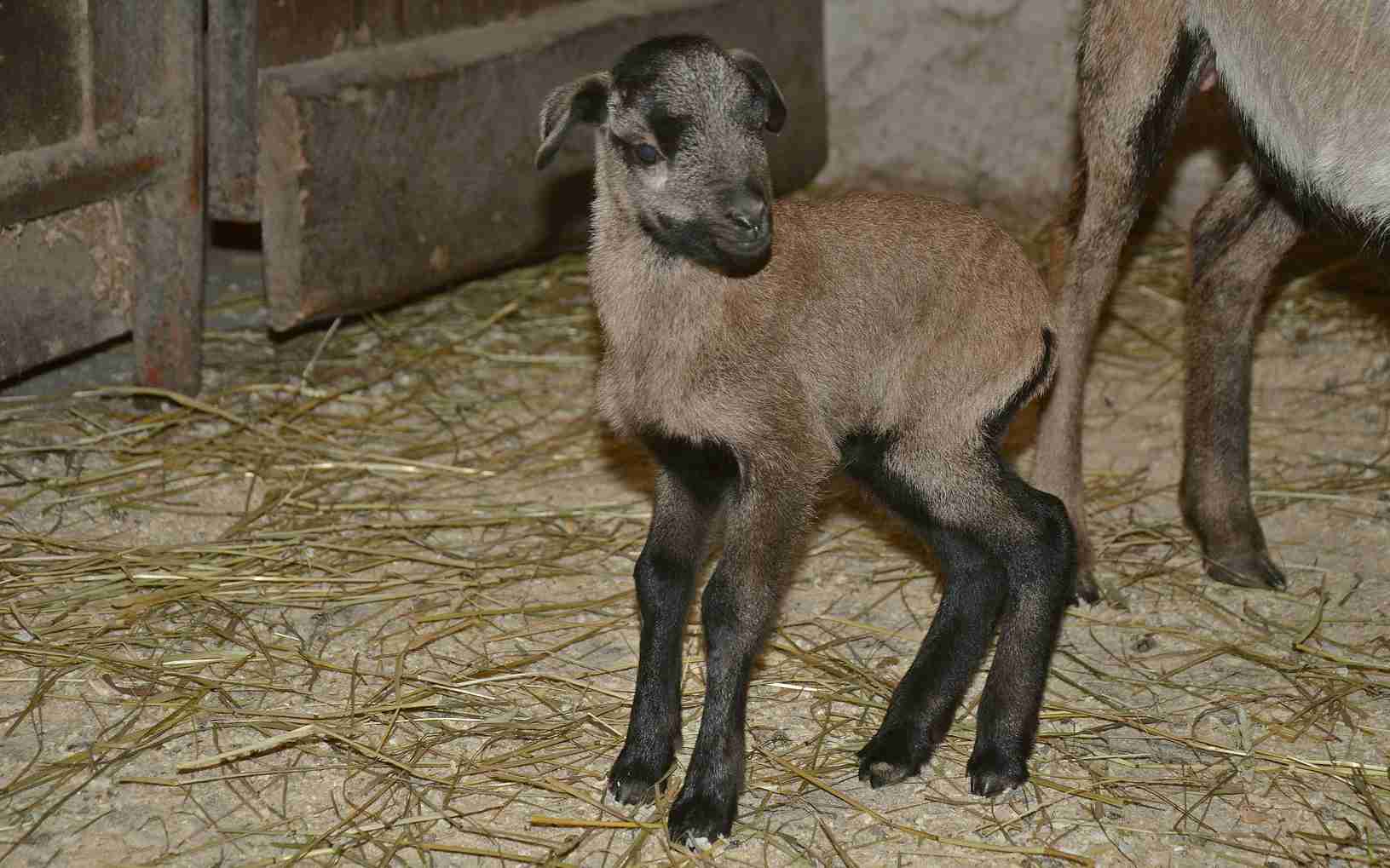 Zoo se raduje z prvního mláděte tohoto roku! Malý beránek se narodil v pátek třináctého
