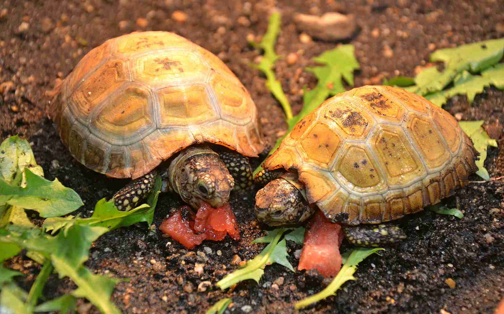 FOTO: Dva druhy želv jsou novými obyvateli děčínské zoo 