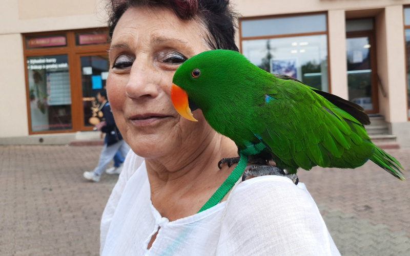 ZAJÍMAVOST OD SOUSEDŮ: Paní Ivanu doprovází na procházkách Litvínovem nádherný papoušek Matýsek a spokojeně jí sedí na rameni