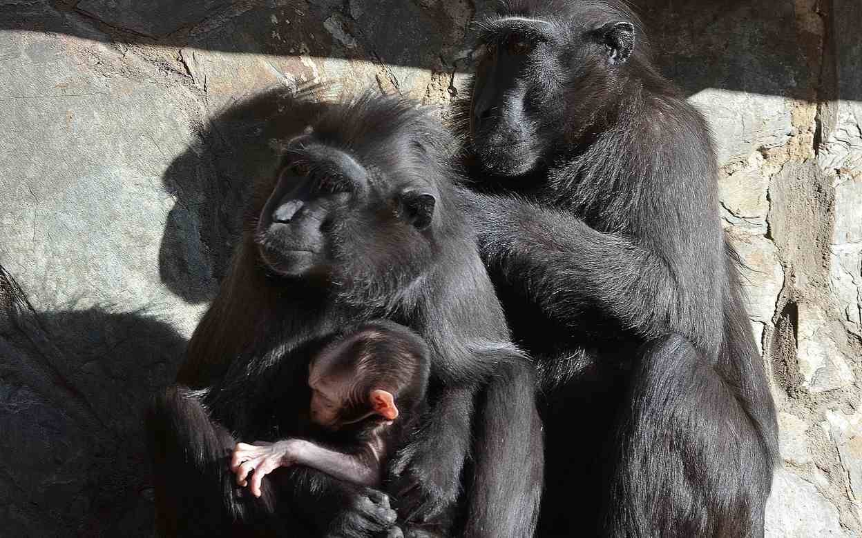 Je to kluk! Zoo Děčín hlásí přírůstek u makaků chocholatých