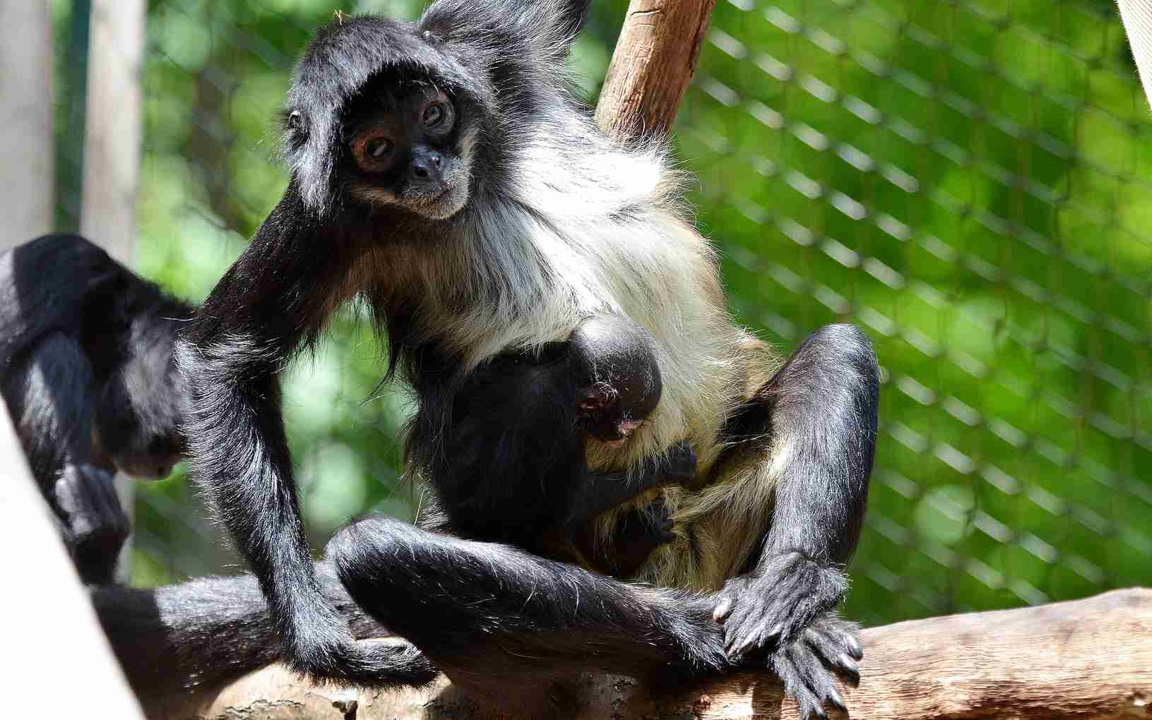 FOTO: Zoo Děčín hlásí odchov roku! Narodilo se tam mládě vzácného chápana