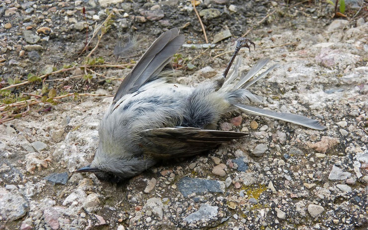 PTAČÍ CHŘIPKA: Státní veterinární správa informuje o hromadném úhynu ptáků v Ústeckém kraji 