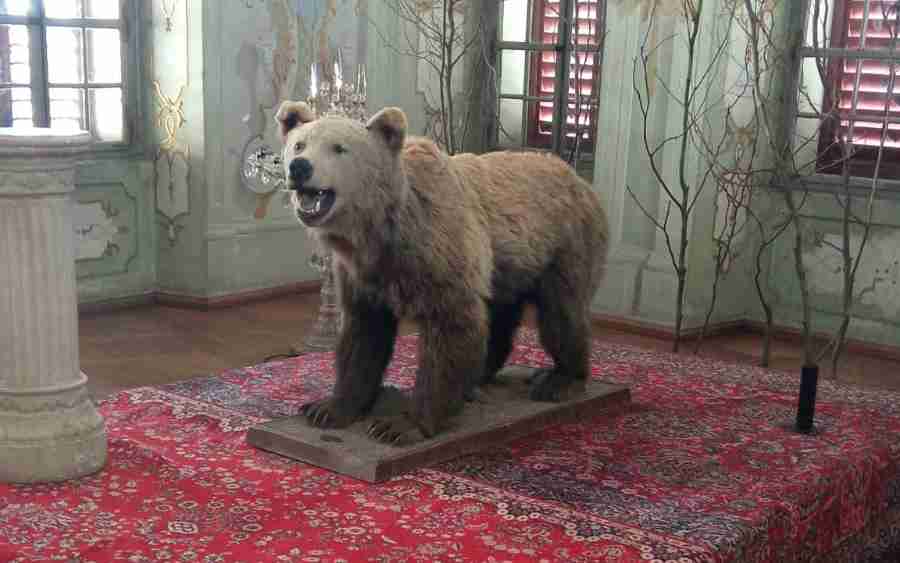 Medvěd z Krásného Dvora dostal roli u filmu. Kvůli natáčení se vydal až do Jaroměřic nad Rokytnou