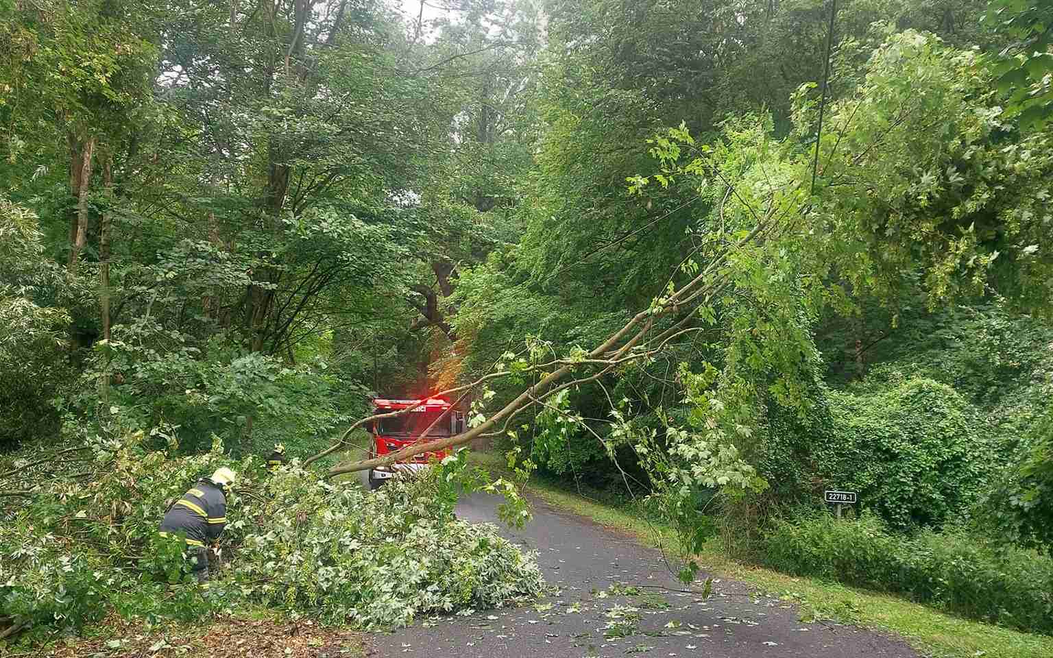 U Líčkova spadl na silnici strom. Odstranit ho museli hasiči