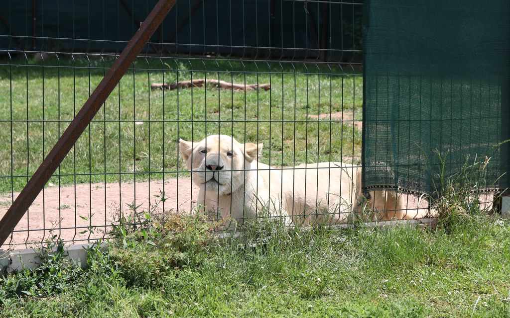 Na Lounsku policisté spolu s veterináři odebrali majiteli bílého lva! Hrozilo, že by mohl utéct