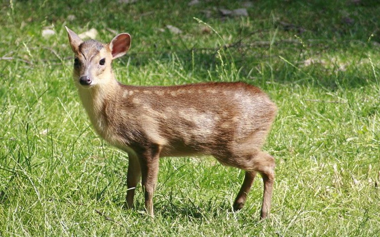 Muntžak malý. archiv zoo
