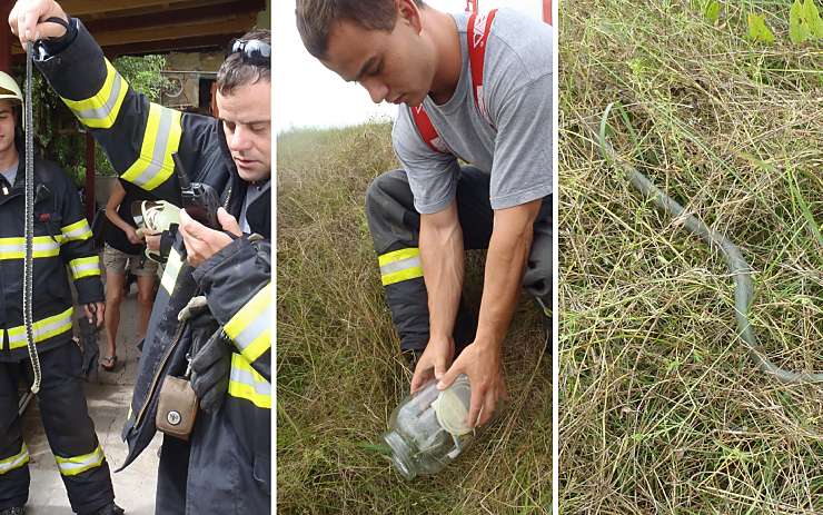 Užovku hasiči odchytili a vypustili zpět do volné přírody. Foto: Michal Hrdlička / HZS ÚK