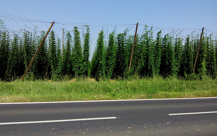 Chmelnice na Lounsku. Ilustrační foto: Oldřich Hájek