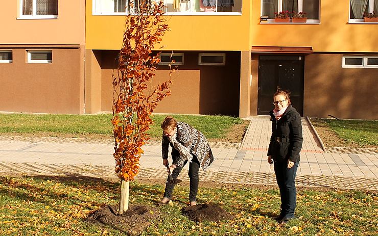 Posledních terénních úprav kolem jednoho z nově vysazených buků se ujala i starostka města Zdeňka Hamousová. Asistovala jí Kateřina Týdová, referent životního prostředí MěÚ v Žatci. Foto: Ota Schnepp