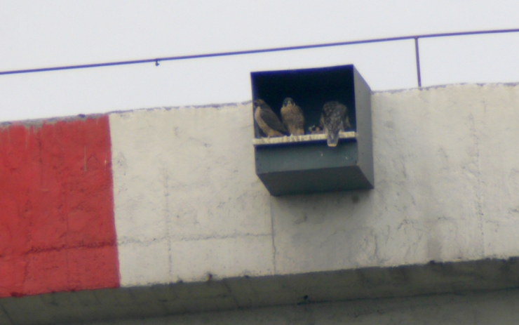 Letošní čtyři mláďata, která se narodila v sokolí budce na ochozu chladicí věže v Elektrárně Tušimice. Foto: ČEZ