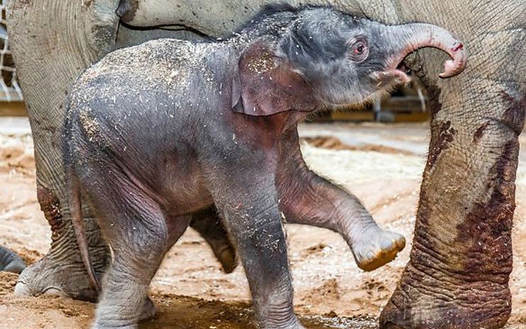 Mladý sameček je velmi aktivní a využívá každé příležitosti, aby se od matky napil. Foto: Zoo Praha