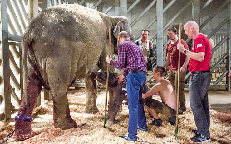 Po několika neúspěšných pokusech se mládě 4 hodiny po narození poprvé napilo mateřského mléka. Foto: Zoo Praha