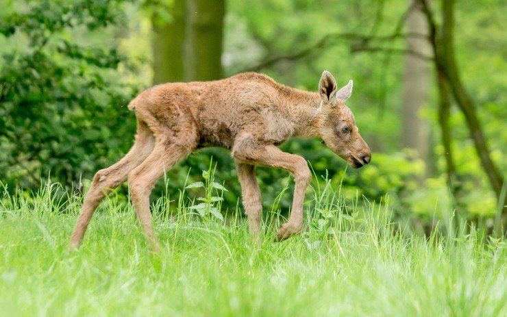 Mládě losa evropského. Foto: Martin Šopf