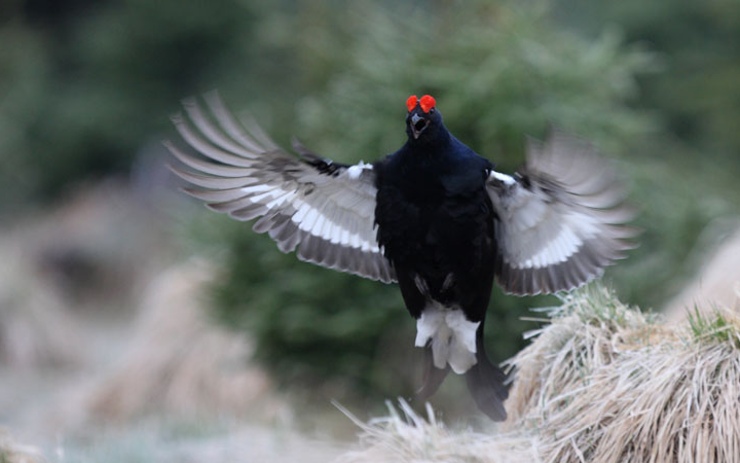 Tetřívek obecný. Foto: Lesy ČR