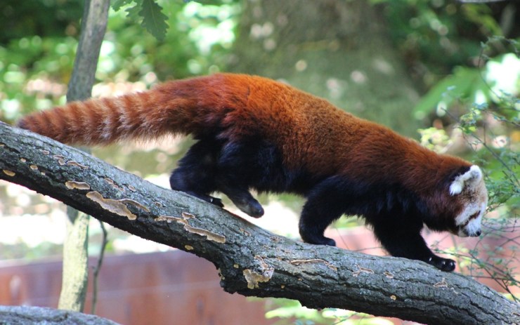 Panda Červená. Foto: Vít Hnízdil