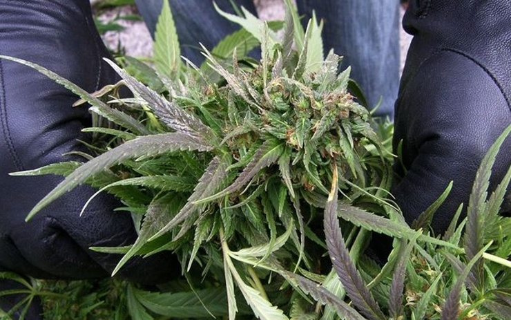 0811marihuana