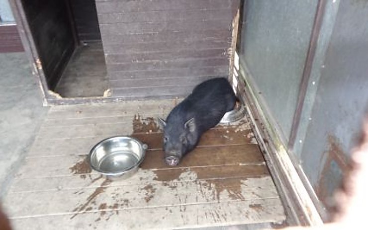 Komu se zatoulalo? Strážníci chytali v Žatci vietnamské prase