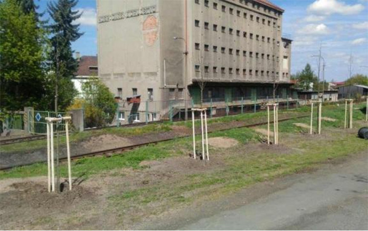 Město vysadilo na konci dubna nové stromy jako náhradu za pokácené topoly u nádraží