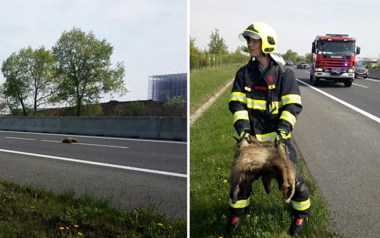 Uprostřed dálnice leželo toto zvíře. Lidé si mysleli, že je to divočák