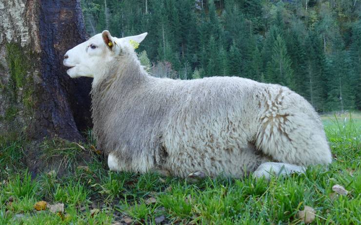 V Českém středohoří byly usmrceny další ovce velkou psovitou šelmou, asi vlkem