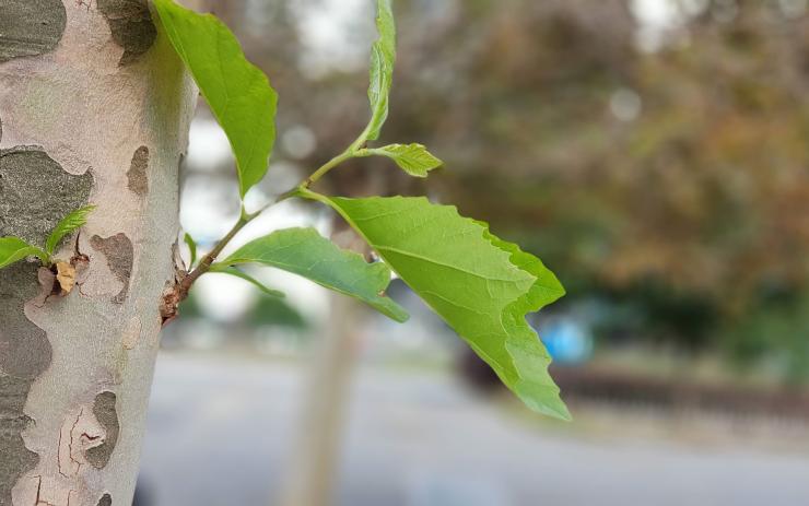 Těšte se! Přichází nádherné babí léto s příjemnými teplotami