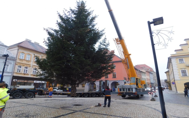 OBRAZEM: Žatec se připravuje na svátky! Na náměstí už stojí vánoční strom 