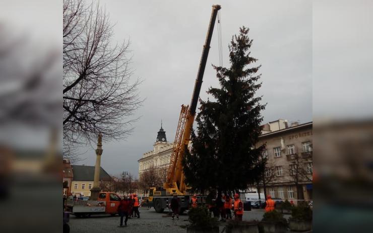 Vánoční strom už mají i v Lounech. Po jeho slavnostním rozsvícení chystá město Kouzelné Vánoce