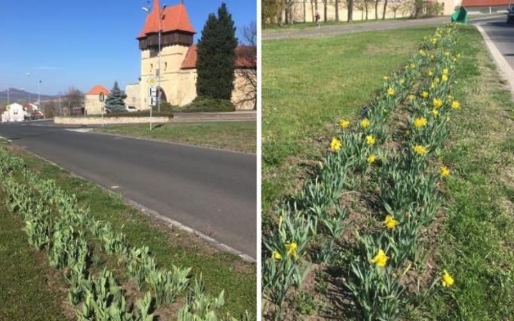 Louny rozkvétají. Radnice chce nechat po městě vysázet další narcisy a tulipány 