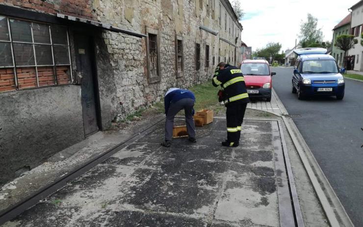 Postoloprtští hasiči asistovali při odchytu roje včel ve Wolkerově ulici