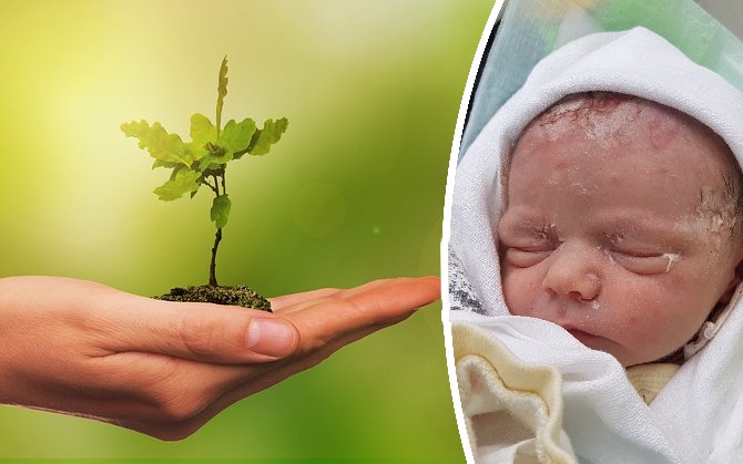 Lidé si v Lounech budou moci vysadit strom na památku narozeného miminka