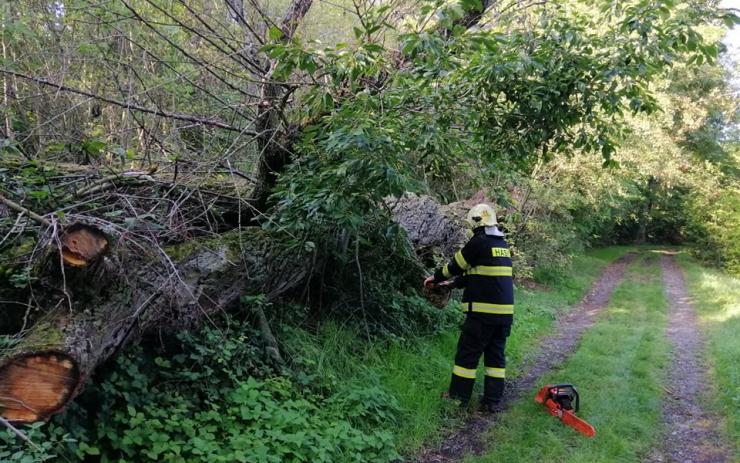 OBRAZEM: Nebezpečně vyvrácený strom nad cestou ze zahrádkářské kolonie odstranili pomocí pily hasiči